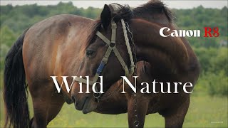 Краса дикої природи Прикарпаття. Canon R8. Cinematic film of wild nature