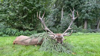 Brunftbetrieb in Masuren - Vierzehnender auf der Strecke