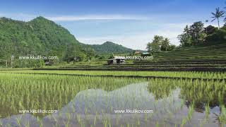 view on rice terraces of mountain and house of farmers. Bali, Indonesia .UHD 4K