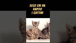 Risolto il mistero dei gatti scomparsi