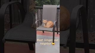 Meet Ginger!🐈 Кот Имбирь, живёт по-соседству #рыжийкот 😸 #cats #catshorts #catlovers