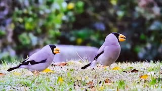 Japanese Grosbeak, wintering at the edge of cultivated areas, inhabits valleys and hillsides