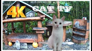 4K  Chipmunks , Squirrels and birds #catv #squirrel #chipmunk #birds