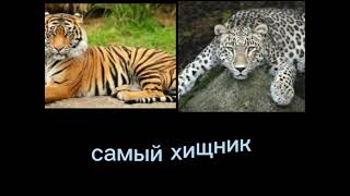 тигр🐅 против леопард🐆