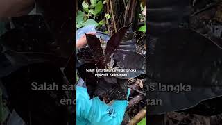 TANAMAN HIAS LANGKA DARI KALIMANTAN  #shorts #alocasia #borneo