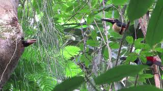 Collared aracari | El tucancillo collarejo | Pteroglossus torquatus