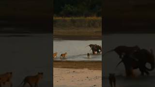 Lions attack young elephant. #isitreal #shorts