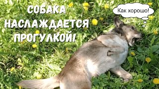 Собака наслаждается прогулкой! Гуляю с любимой собакой Путиком!