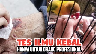 Tes ilmu kebal rawa rontek di gigit lovebird