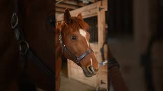 why so beautiful🥰🤩🤩 video#shorts #animals #horse