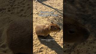 Staying at a CAPYBARA HOTEL!!