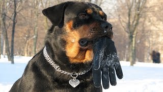 Rottweiler Efsanesi ( Koruma, Bekçi, Çoban Köpeği Eğitiimin Önemi ) Guard Dogs, Strongest, Power Dog