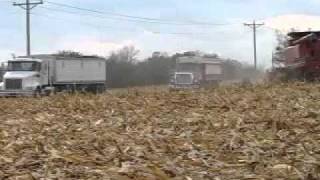 Case IH 2388 2011 Corn Harvest St. Thomas MN 5