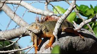 Green Iguanas Alert 04 Footage