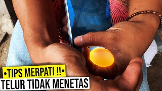 CIRI CIRI TELUR MERPATI YANG TIDAK MENETAS #TIPS2