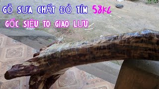 Chất Đỏ Đen Tím Gỗ Sưa Bắc Đường Kính 23cm Rất Khó Tìm Được Gốc To Như Vậy - Gỗ Sưa Đỏ VN