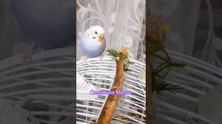 Стеснительный попугайчик 🐦