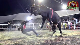 !!!ES EL GUERRERO IMPERIAL Y ES DEL RANCHO LA CANDELARIA!!!