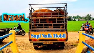 Musimnya, Sapi Naik Mobil