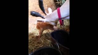 Saanen goat nubian mix buck 30 min old