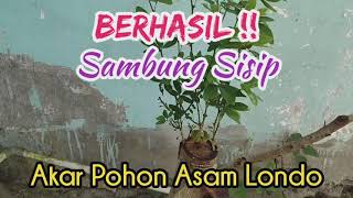 CARA SAMBUNG SISIP AKAR POHON ASAM LONDO - EXPOSE AKAR | BELAJAR BONSAI