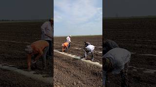 Посев арбуза 🌱💦☀️