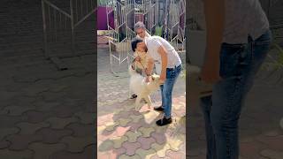 🔥🔥🔥 #shorts #viralvideo #trending #doglover #dogs