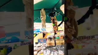 RAINFOREST ANIMALS HANGING AROUND IN THE SUPERMARKET