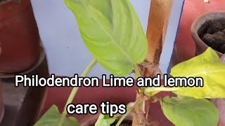 How to grow and care Philodendron lime and lemon plant