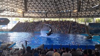 Orca Encounter At SeaWorld San Antonio Full Show 8/16/24