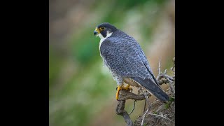 Peregrine Falcon Perched on cliff