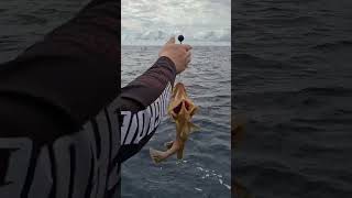 Catching a GIANT COD... (not really)