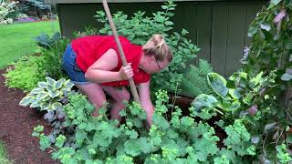 Dividing Perennials