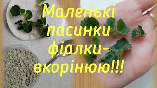 Маленькі пасинки фіалки - ставимо на вкорінення!