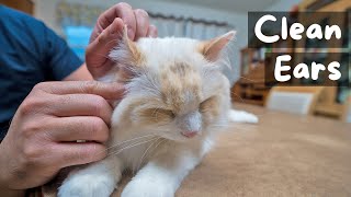 How to Clean Your Cat's Ear at Home (6 Step Tutorial) | The Cat Butler