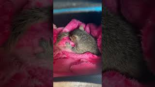 Milty the Rescued Baby Squirrel Cleaning His Tail