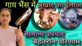 गाय के बुखार का ईलाज ।। Fever Treatment In Buffalo ।। Fever Treatment In Cattle