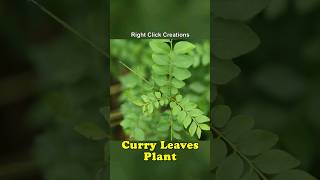 #shorts | Curry leaves Plant