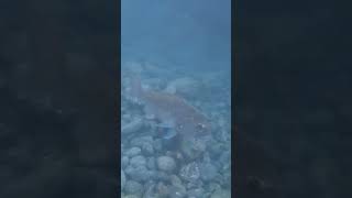 releasing snapper #fish #fishbait #snapper #fishing #bigfish #newzealand #northland