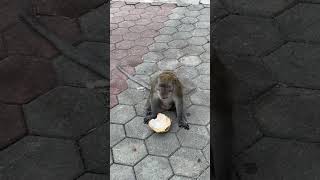 Monkeys like to eat what??? #shorts