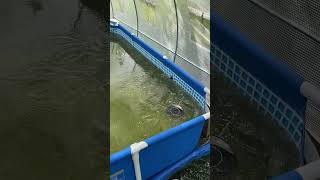 How to pellet train catfish #fyp #shorts #fish #catfish #fishfeeding