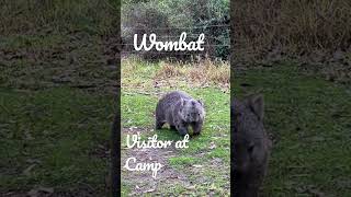 Aussie wombat at camp￼#shorts