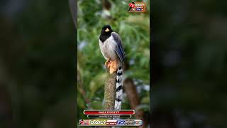 cute brids /beautiful brids short video