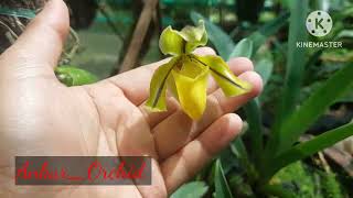 Paphiopedilum druryi #Ankur_Orchid #Paphiopedilum #India