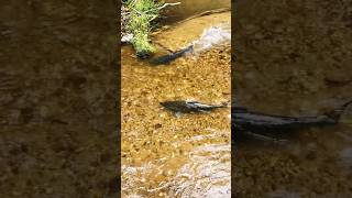 King Salmon coming home !! We love watching them blast upstream ! #nature #king #salmon #spawning