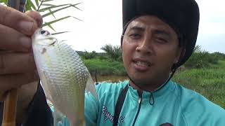 Panen ikan ini bikin candu tarikanya #mancing