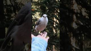 Birds of Joffre Lake #joffrelake #lake #vancouverbc #vancouver #lakejoffre #birds #animalwhisperer