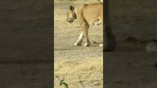 Beautiful lion family