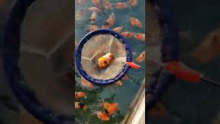 #Ornamental Fish Lanshou# Lanshou Goldfish# Cold Water Fish Lanshou Tai Lion Goldfish Farm