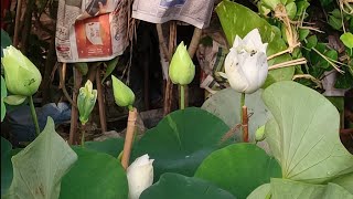 23 June Galiff Street Plants Market | Champa American Hibiscus Jasmine Beli Rose Bougainvillea